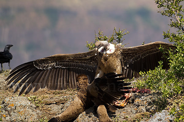 Savannenadler (Aquila rapax)