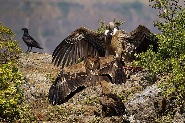 Savannenadler (Aquila rapax)