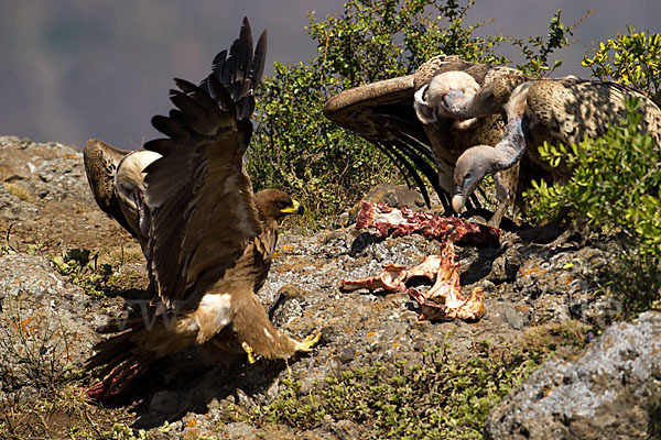 Savannenadler (Aquila rapax)