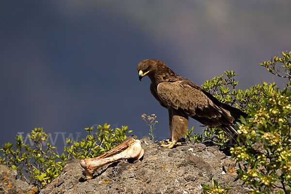 Savannenadler (Aquila rapax)