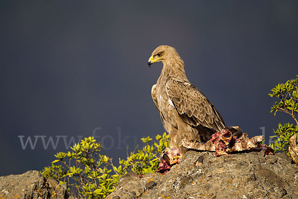 Savannenadler (Aquila rapax)