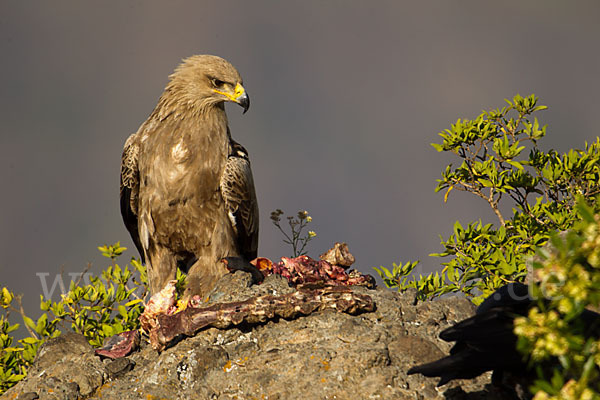 Savannenadler (Aquila rapax)