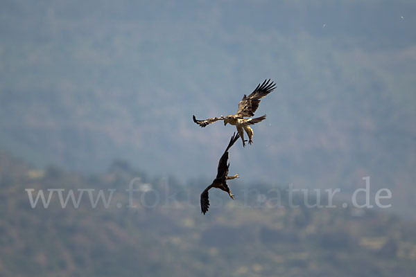 Savannenadler (Aquila rapax)