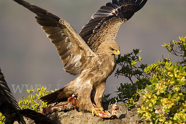 Savannenadler (Aquila rapax)