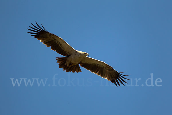 Savannenadler (Aquila rapax)