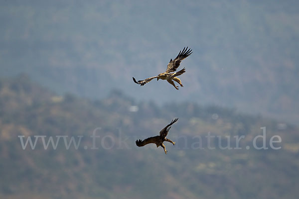 Savannenadler (Aquila rapax)