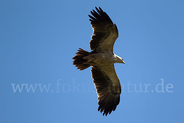 Savannenadler (Aquila rapax)