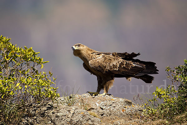 Savannenadler (Aquila rapax)