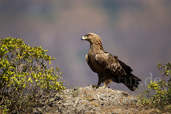 Savannenadler (Aquila rapax)