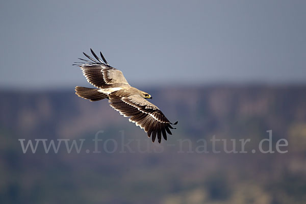 Savannenadler (Aquila rapax)