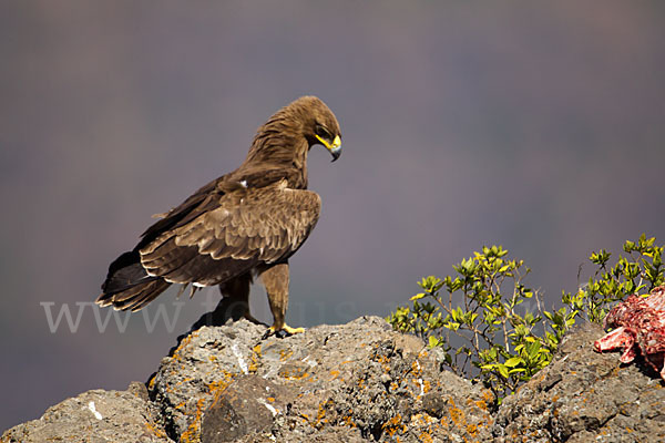 Savannenadler (Aquila rapax)