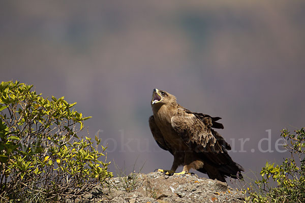 Savannenadler (Aquila rapax)