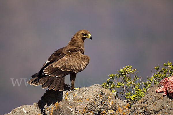 Savannenadler (Aquila rapax)