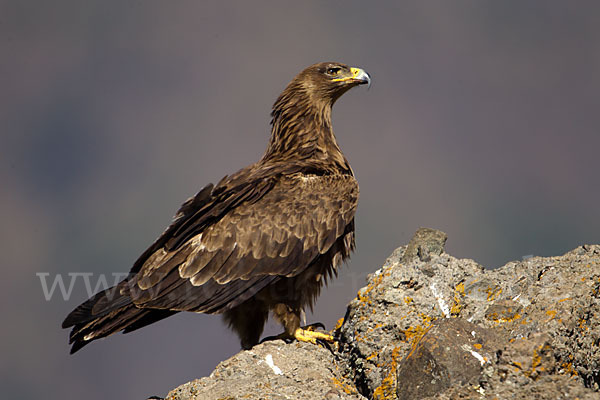 Savannenadler (Aquila rapax)