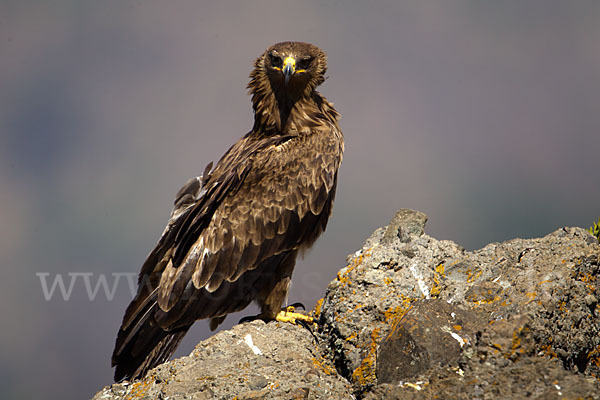 Savannenadler (Aquila rapax)