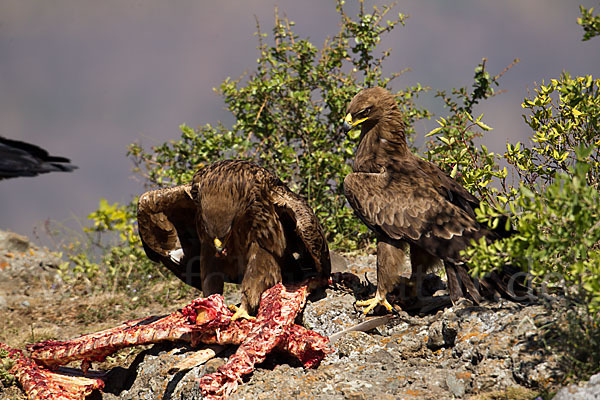 Savannenadler (Aquila rapax)