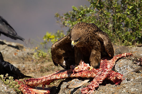 Savannenadler (Aquila rapax)