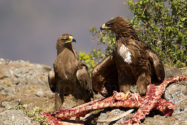 Savannenadler (Aquila rapax)