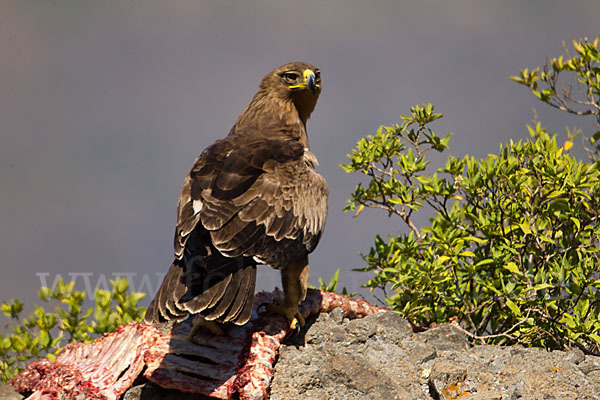 Savannenadler (Aquila rapax)