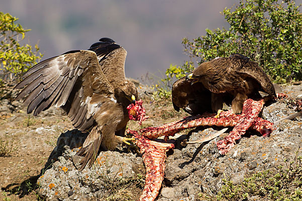 Savannenadler (Aquila rapax)