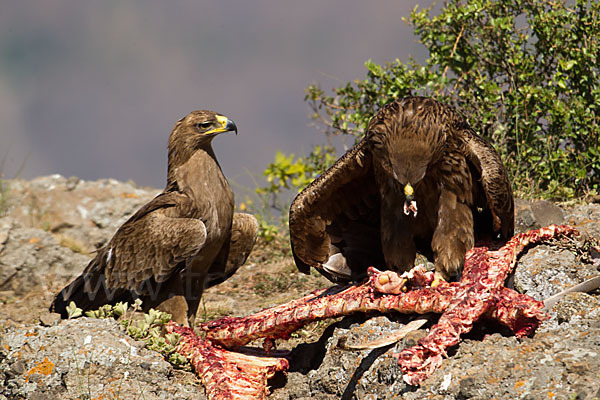 Savannenadler (Aquila rapax)