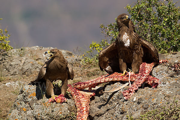 Savannenadler (Aquila rapax)