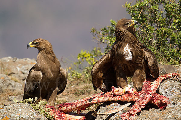 Savannenadler (Aquila rapax)