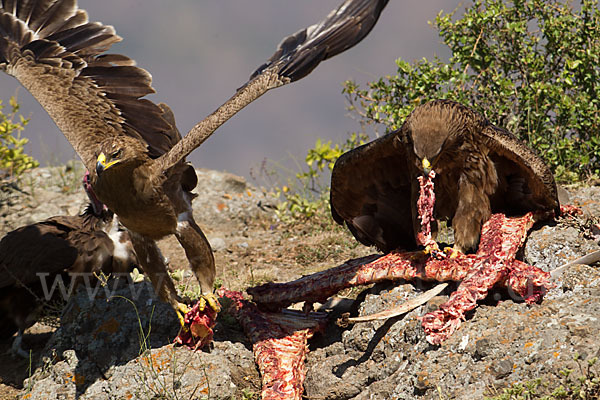 Savannenadler (Aquila rapax)