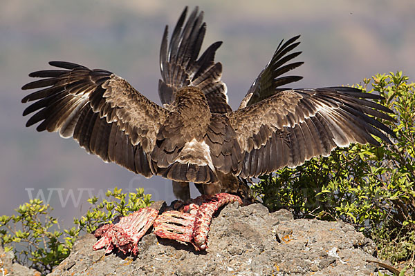 Savannenadler (Aquila rapax)