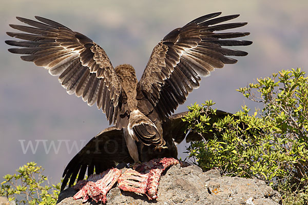 Savannenadler (Aquila rapax)