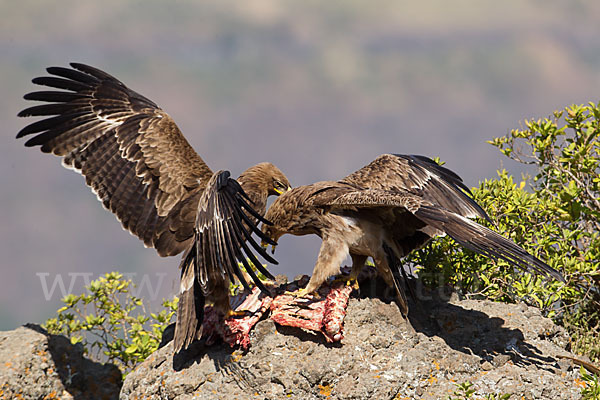 Savannenadler (Aquila rapax)