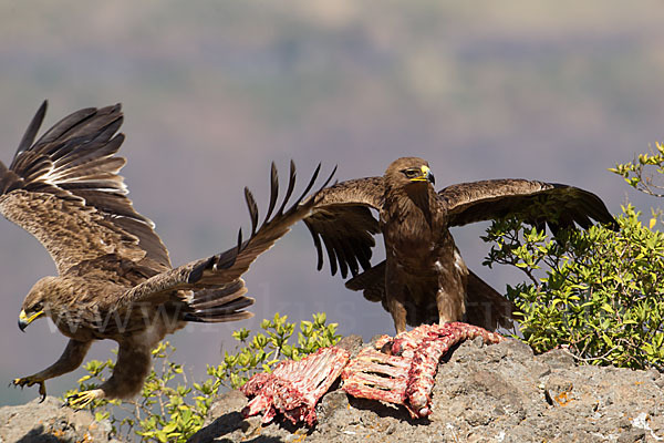 Savannenadler (Aquila rapax)