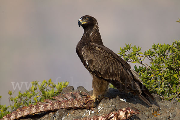 Savannenadler (Aquila rapax)