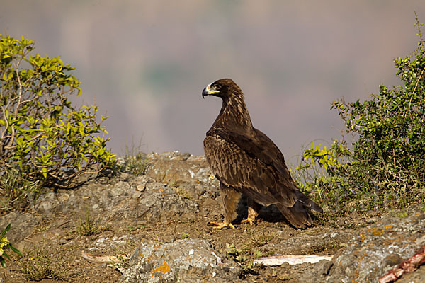 Savannenadler (Aquila rapax)