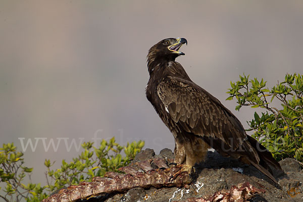 Savannenadler (Aquila rapax)