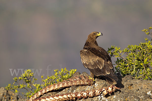 Savannenadler (Aquila rapax)