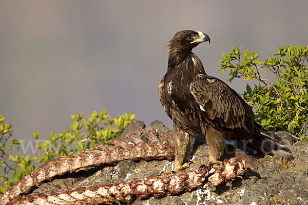 Savannenadler (Aquila rapax)