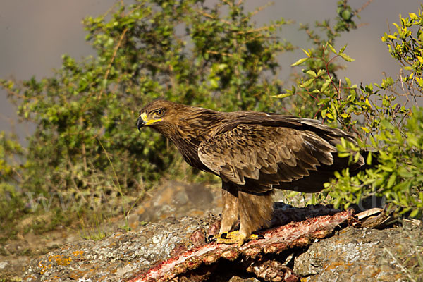 Savannenadler (Aquila rapax)