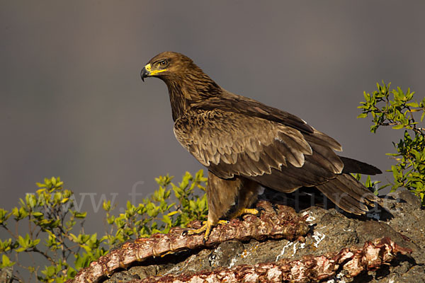 Savannenadler (Aquila rapax)