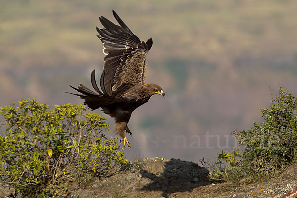 Savannenadler (Aquila rapax)