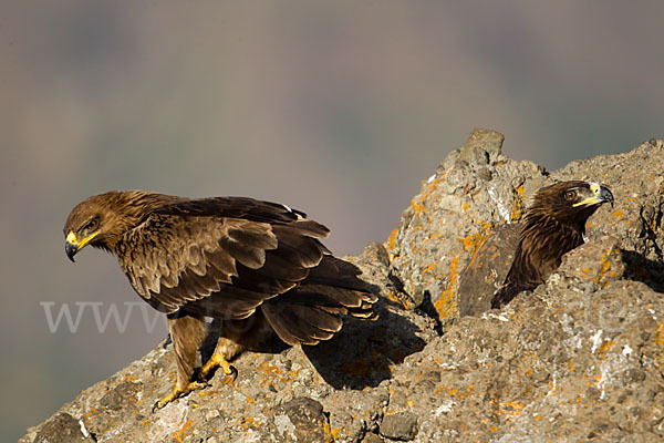 Savannenadler (Aquila rapax)