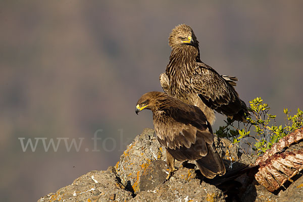 Savannenadler (Aquila rapax)