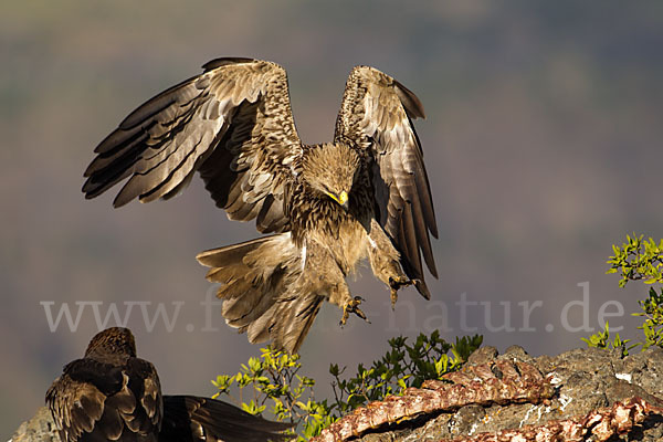 Savannenadler (Aquila rapax)