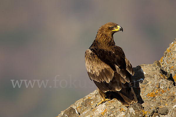 Savannenadler (Aquila rapax)