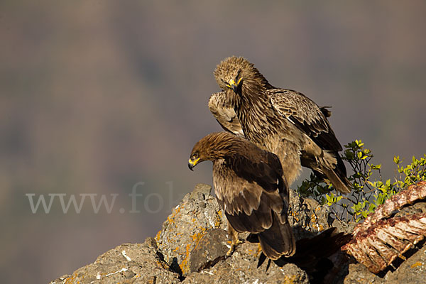 Savannenadler (Aquila rapax)