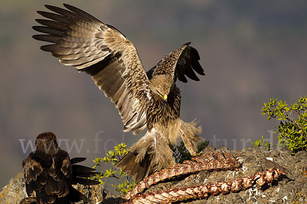 Savannenadler (Aquila rapax)