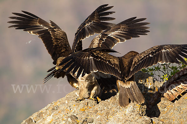 Savannenadler (Aquila rapax)