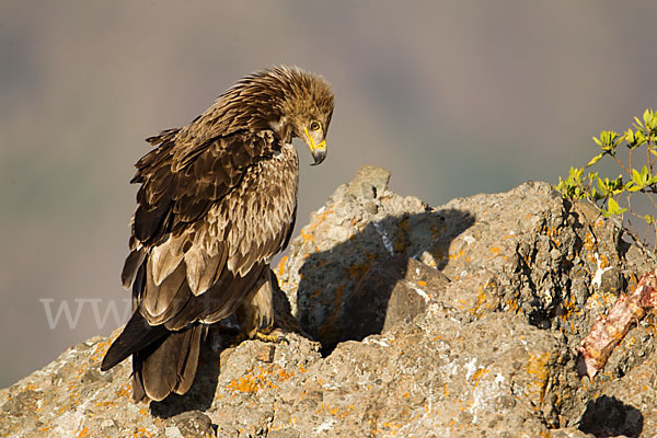 Savannenadler (Aquila rapax)