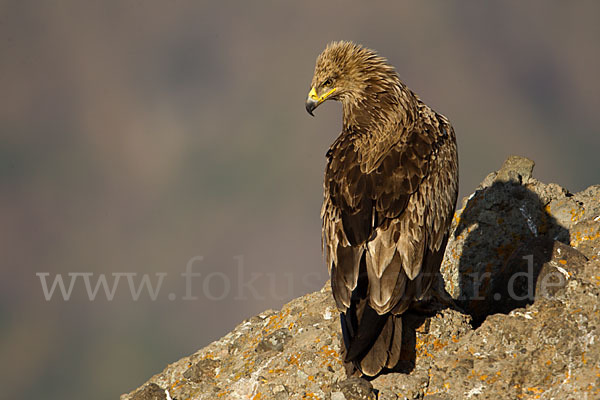 Savannenadler (Aquila rapax)