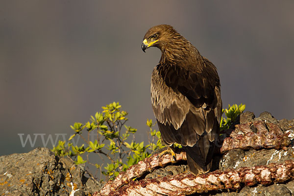 Savannenadler (Aquila rapax)